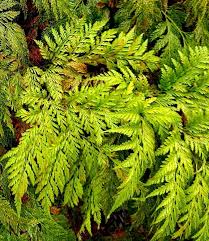 Image result for Davalliaceae