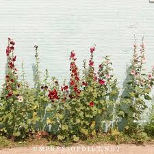 Praise the lord for the flowers of the earth! 6 Tips For Growing Hollyhocks And Dealing With Rust Fungus