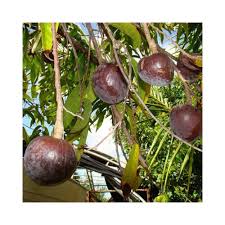 Mail order delivery of uk native trees & hedging. Ramphal Fruit Tree Fruit Trees