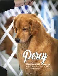 This bedroom decorating ideas will be perfect for you. Gch Sandpiper S Pursuit Of Happiness Sdhf Os Biss 7 4 2011 Golden Retriever Big Dog Breeds Golden Retriever Big Dogs