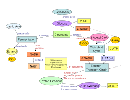 Cellular Respiration Glycolysis And Flow Chart