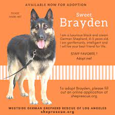 Brayden He Is Available For Adoption At Westside German Shepherd Rescue Of Los Angeles German Shepherd German Shepherd Rescue Shepherd