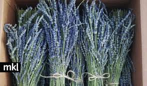 4.6 out of 5 stars 90. Big Dried Lavender Bundles For Sale At Mckinley Lavender Farm