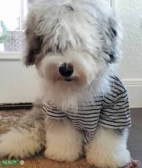 If you're looking for service, therapy, or companion sheepadoodles. Stud Dog Mini Sheepadoodle Looking For Love Breed Your Dog