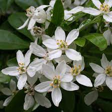 Ternata, mexican mock orange, sundance, aztec pearl blossom, goldfinger. Buy Mexican Orange Blossom Choisya Ternata 15 99 Delivery By Crocus
