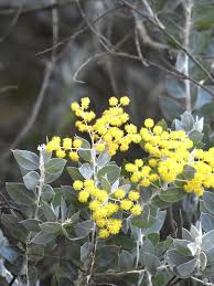 Image result for Acacia podalyriifolia