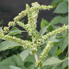 Image result for Amaranthus spinosus