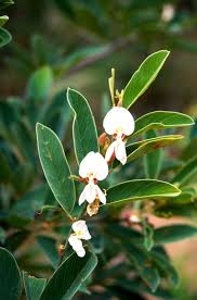 Image result for Baphia massaiensis