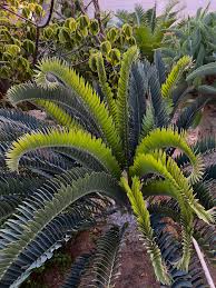 Image result for Encephalartos