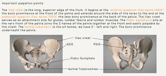 The male pelvis is different from a female's. Pelvic Anatomy Good Day Pilates