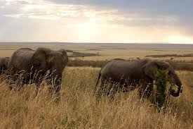 Download this free photo about herd of elephants, and discover more than 8 million professional stock photos on freepik. Wildlife In Kenya Cifor Knowledge