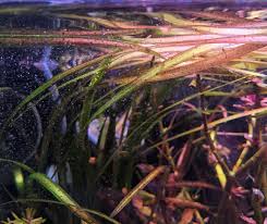 Image result for Vallisneria spiralis