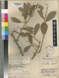 Image result for Cordia sinensis