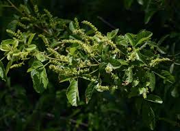 Image result for Allophylus