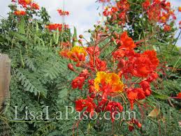 Image result for Caesalpinia