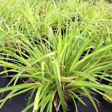 Image result for Luzula