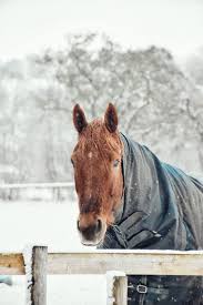 Es zeigt vielmehr an, dass der körper auf. Hygienetipps Fur Die Winterzeit Im Stall Pferdesportverband Westfalen E V