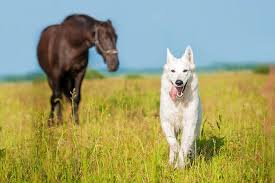 See the video about how to do this on this page. Giftige Pferdeapfel Todliche Gefahr Fur Hunde