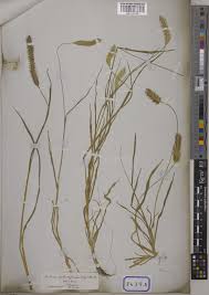 Image result for Cenchrus americanus