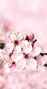 Spring pond, sakura, web, photo, blogger. Sakura Iphone And Cherryblossom Image 7065247 On Favim Com