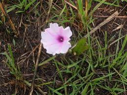 Image result for Ipomoea blepharophylla
