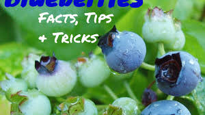 This means that growing blueberry bushes of different varieties will help with their production. How To Grow Blueberries Dengarden