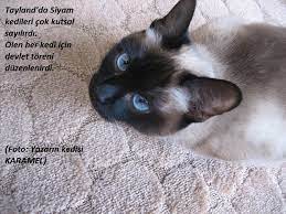 muezza
