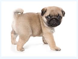 Amazing pug puppies are now ready to leave mom. Pugs For Sale Near Me Dog Breed