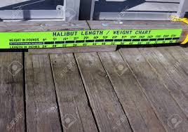 Neon Green Halibut Chart Is Affixed To The Wooden Wharf At Valdez