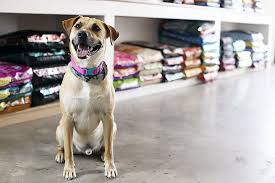 Hours may change under current circumstances The Best Pet Groomers In Connecticut