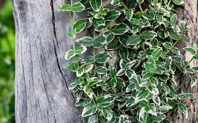 X research source there are many methods you might use to get rid of your sod, but the one that works best for you will depend on your personal situation. Dammann S Garden Company How To Remove Common Invasive Plants