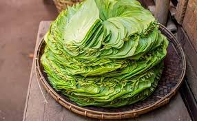 Daun sirih umumnya dikonsumsi dengan cara direbus, lalu diminum air rebusannya. 13 Manfaat Daun Sirih Obat Herbal Paling Terkenal