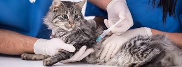 Vet visit costs & prices. Cat Vaccination In London Fairmont Vet Hospital