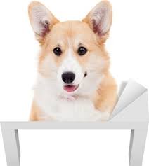 Pembroke Welsh Corgi Kopek Beyaz Zemin Uzerine Izole Cikartmasi Pixerstick Pixers Haydi Dunyanizi Degistirelim