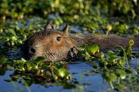 There is a magical quality to this giant rodent. Carpincho Nadando Baby Animals Wildlife Animals