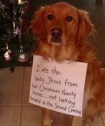 22 super bowl memes for all football fans out there. I Ate Baby Jesus Funny Animal Photos Funny Dog Memes Dogs