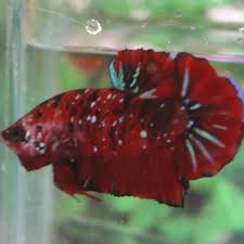 Ikan cupang (betta sp.) adalah ikan air tawar yang habitat asalnya adalah beberapa negara di asia tenggara, antara lain indonesia, thailand, malaysia, brunei darussalam, singapura, dan vietnam. 14 Harga Ikan Cupang Red Koi Images