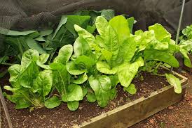 Maybe you would like to learn more about one of these? Mark S Veg Plot Perpetual Spinach