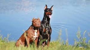 If you plan to have them as pets, you have to prepare yourself and your home to welcome them. Doberman Pinscher Vs Pitbull Differences Similarities