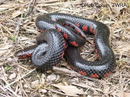 Nonvenomous snakes lack heat sensing pits and have round pupils. Tennessee Watchable Wildlife Red Bellied Mudsnake