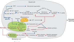 Pdf) Calcium Effects On Stomatal Movement In Commelina Communis L. : Use Of  Egta To Modulate Stomatal Response To Light, Kcl And Co2 | Amnon Schwartz -  Academia.Edu