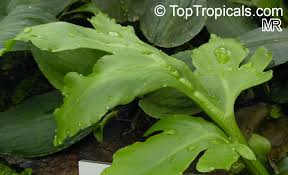 Image result for Ceratopteris