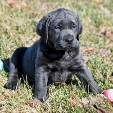 Contact us for puppy & stud service availability. Worley S Silver Feathers Labradors