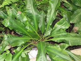 Image result for Palisota schweinfurthii