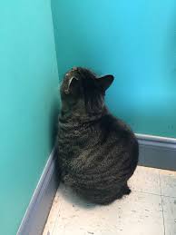 The centers for disease control and prevention (cdc) estimates that 12. Cats Who Can T Figure Out Walls