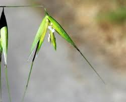 Image result for Ctenium concinnum