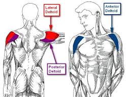 Almost every muscle constitutes one part of a pair of identical bilateral. The Best Way To Train All 6 Major Muscle Groups Legion Athletics