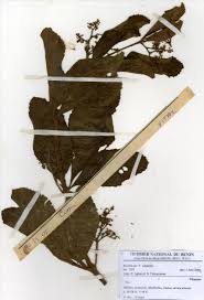 Image result for Cyphostemma crotalarioides