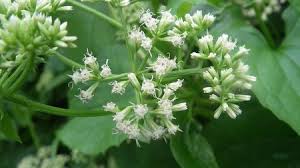 Image result for Mikaniopsis