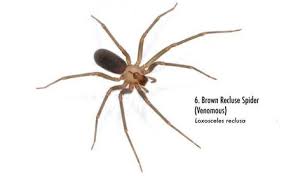We did not find results for: Spiders Of Alabama 58 Spiders You Should Know Al Com